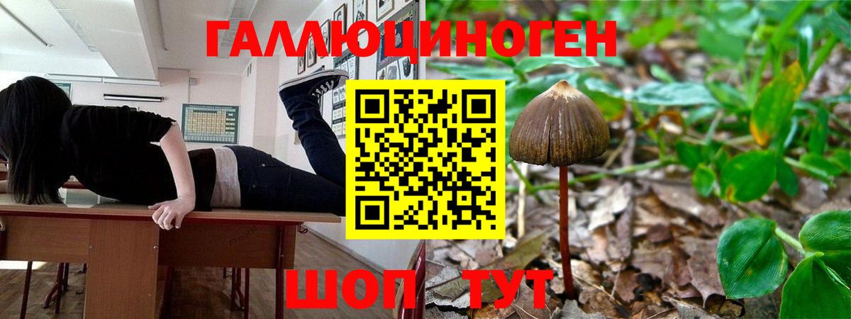 Псилоцибиновые грибы мицелий Долгопрудный